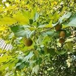 Sombra de Plátano: Análisis y Comparativa de Obras de Arte Inspiradas en la Naturaleza Sombra de Plátano: Análisis y Comparativa de Obras de Arte Inspiradas en la Naturaleza