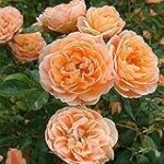 Toma las rosas: Un análisis comparativo de la fugacidad del arte en la historia
