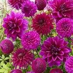 Análisis y comparativa: Las impresionantes dahlias moradas en el arte