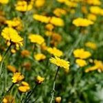 Prados de flores: Una mirada artística a la belleza natural en el arte Prados de flores: Una mirada artística a la belleza natural en el arte
