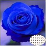 Análisis y comparativa: La belleza de las rosas de colores exóticos en el arte Análisis y comparativa: La belleza de las rosas de colores exóticos en el arte